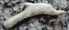 画像4: 古代ギリシャコイン　オルビア　イルカのコイン 前５－前４世紀 (4)