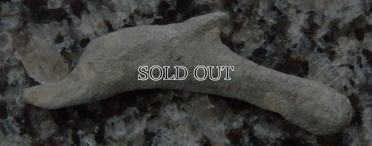 画像3: 古代ギリシャコイン　オルビア　イルカのコイン 前５－前４世紀 (3)