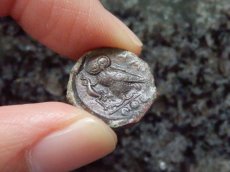 画像4: 古代ギリシャコイン　シチリア　カマリナ　銅貨　前5世紀　アテナ神　トカゲを捕えるフクロウ (4)