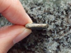 画像3: 古代ギリシャコイン　シチリア　カマリナ　銅貨　前5世紀　アテナ神　トカゲを捕えるフクロウ (3)