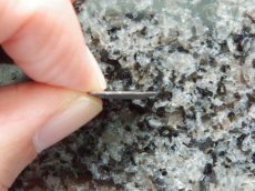 画像4: 古代ギリシャコイン　シチリア島　カマリナ　リトラ銀貨　前４６０－前４５０年　勝利の女神ニケと白鳥 (4)