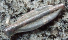 ギリシャコイン　黒海　イストロス　矢じり型のコイン　