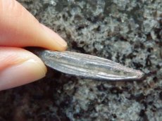 画像6: 古代ギリシャコイン　黒海　イストロス　矢じり型のコイン　前500-前400年 (6)