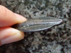 画像5: 古代ギリシャコイン　黒海　イストロス　矢じり型のコイン　前500-前400年 (5)