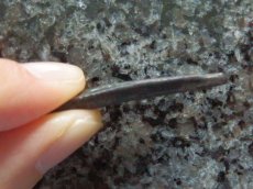 画像4: 古代ギリシャコイン　黒海　イストロス　矢じり型のコイン　前500-前400年 (4)