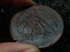 画像12: 古代ギリシャコイン　プトレマイオス朝エジプト　プトレマイオス３世　銅貨　前２４５－前２２５年　ゼウスの肖像　鷲  (12)