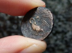 画像14: 古代ギリシャコイン(額装付き)　イオニア地方　レウカイ　銅貨　前３５０－前３００年　アポロンと白鳥 (14)