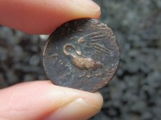 画像13: 古代ギリシャコイン(額装付き)　イオニア地方　レウカイ　銅貨　前３５０－前３００年　アポロンと白鳥 (13)