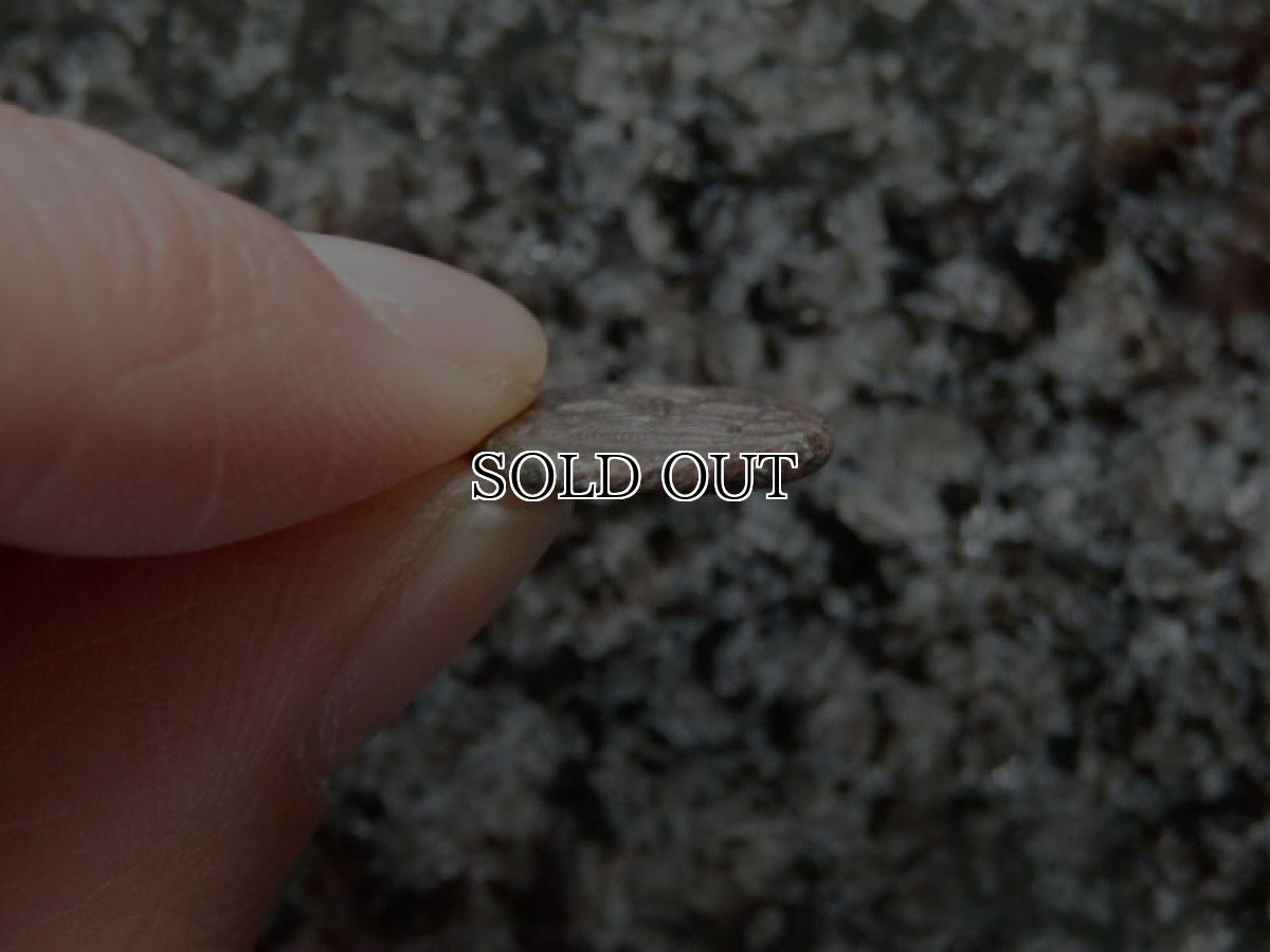 画像8: 古代ギリシャコイン(額装付き)　シチリア島　カマリナ　銅貨　前４１３－前４０５年　ゴルゴン　トカゲを捕まえるフクロウ (8)