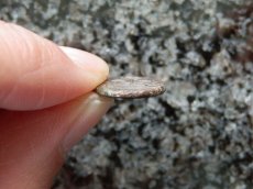 画像8: 古代ギリシャコイン(額装付き)　シチリア島　カマリナ　銅貨　前４１３－前４０５年　ゴルゴン　トカゲを捕まえるフクロウ (8)