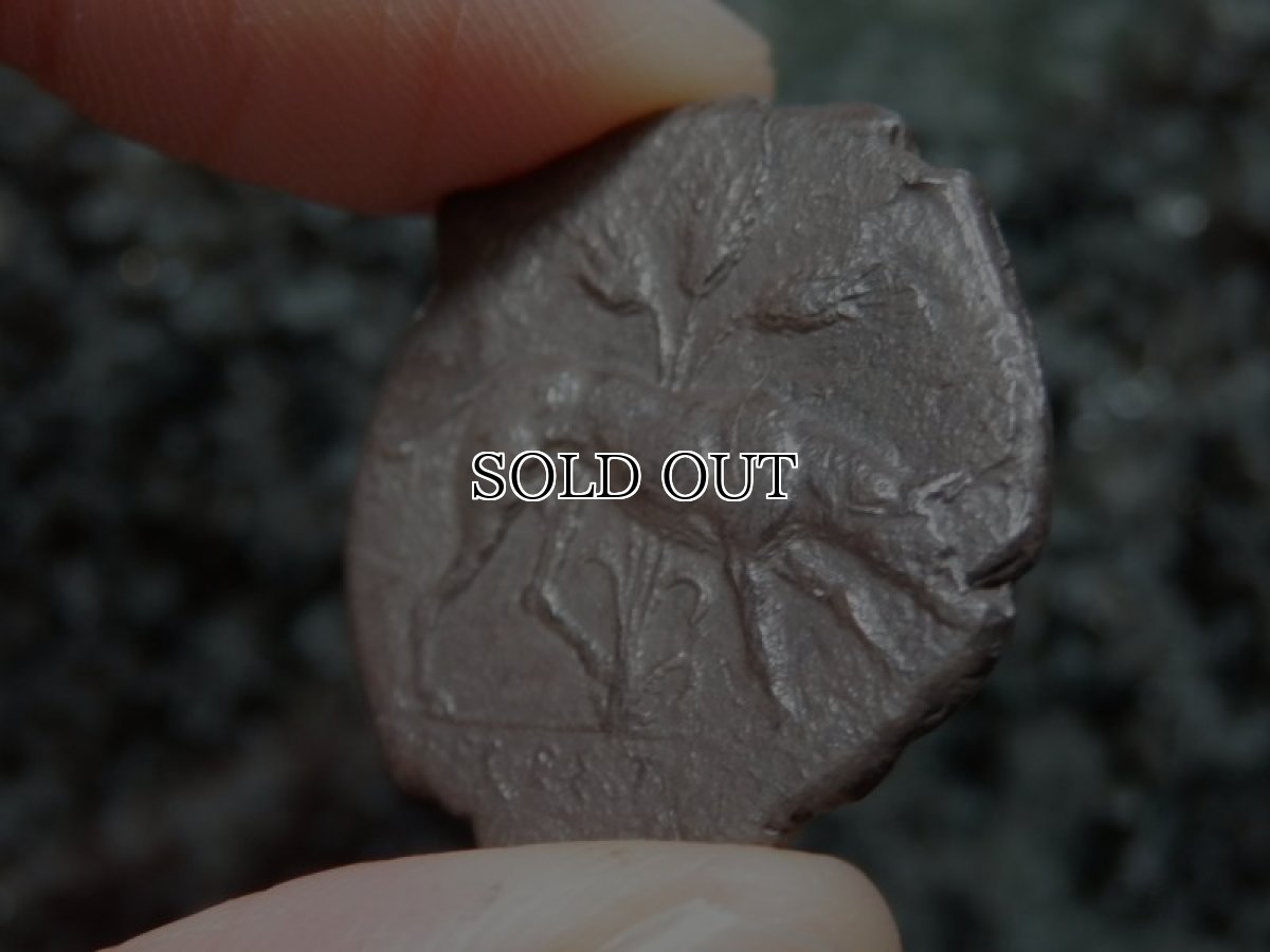 画像15: 古代ギリシャコイン(額装付き)　シチリア島　セジェスタ　ディドラクマ銀貨　前４１２－前４００年　頭を下げる犬　可憐なセジェスタのニンフ (15)