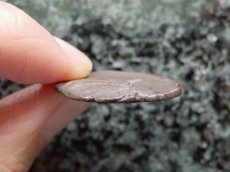 画像9: 古代ギリシャコイン(額装付き)　シチリア島　セジェスタ　ディドラクマ銀貨　前４１２－前４００年　頭を下げる犬　可憐なセジェスタのニンフ (9)