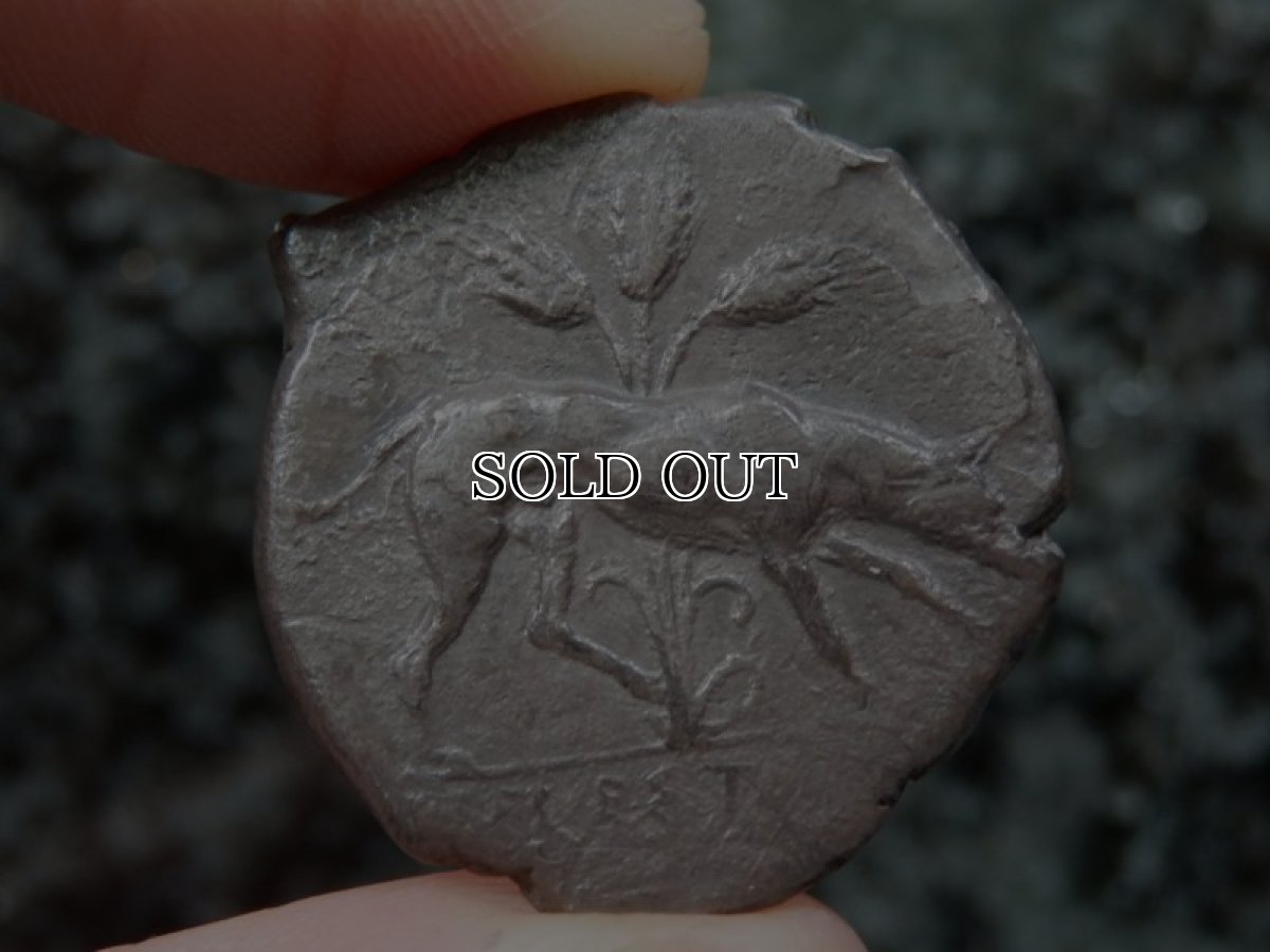 画像14: 古代ギリシャコイン(額装付き)　シチリア島　セジェスタ　ディドラクマ銀貨　前４１２－前４００年　頭を下げる犬　可憐なセジェスタのニンフ (14)