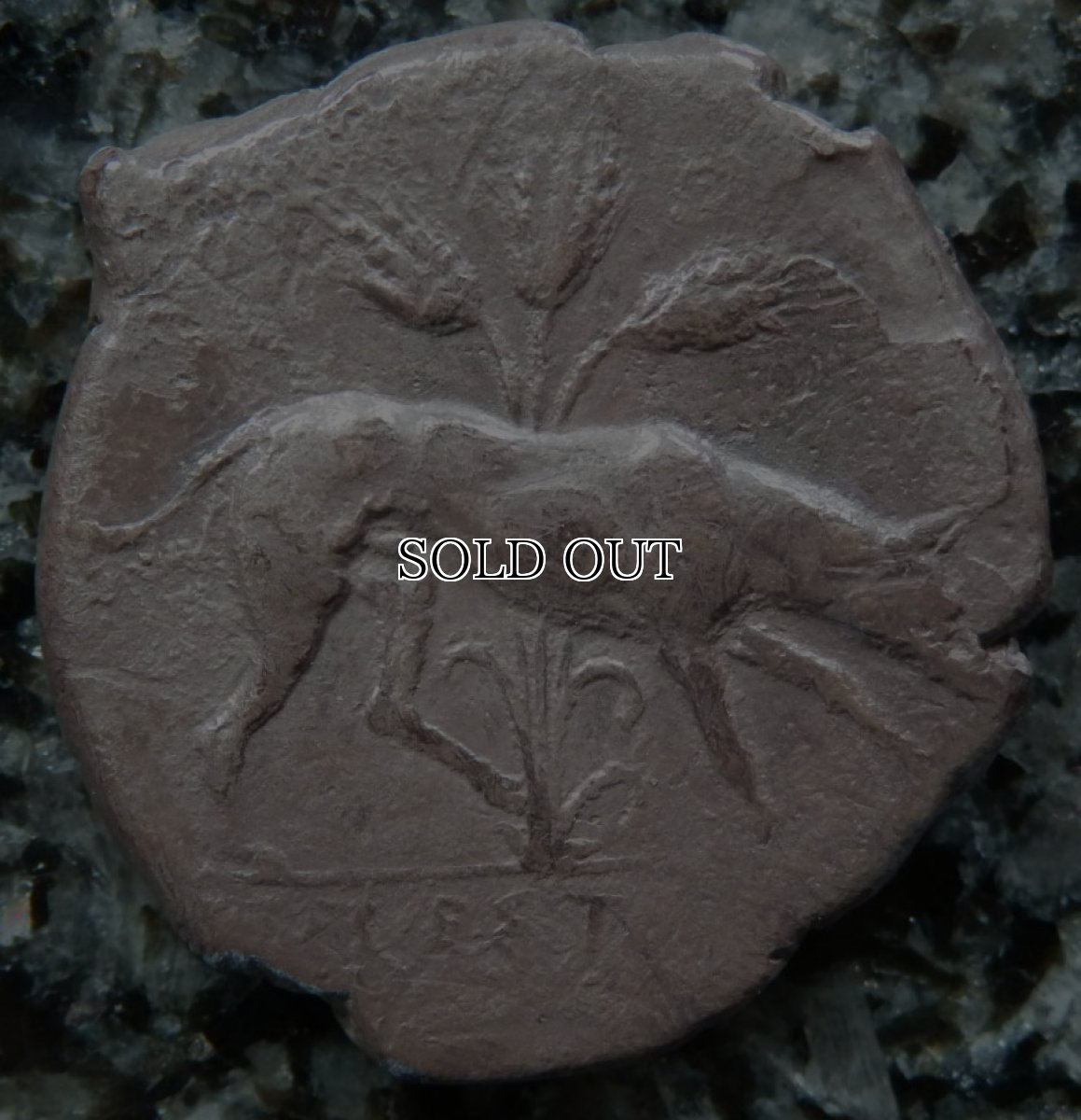 ギリシャコイン　シチリア島　セジェスタ　ディドラクマ銀貨　前5世紀　頭を下げる犬