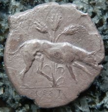 ギリシャコイン　シチリア島　セジェスタ　ディドラクマ銀貨　前5世紀　頭を下げる犬