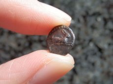 画像10: 古代ギリシャコイン(額装付き)　ブルッティウム・レギウム　前　銀貨　駆けるウサギ　鏡文字 (10)
