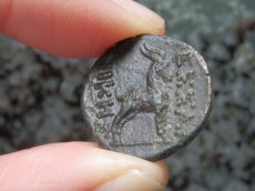 画像10: 古代ギリシャコイン　マケドニア　テッサロニキ　前１５８－前１４９年　銅貨　ディオニュソス神肖像　ヤギ (10)