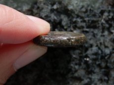 画像4: 古代ギリシャコイン　マケドニア・テッサロニキ　銅貨　前１５８－前１４９年　ディオニソス神肖像　ヤギ (4)