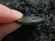 画像4: 古代ギリシャコイン　シチリア島　シラクサ　銅貨　前２８８－前２７９年　ペルセポネ　2頭立て戦車 (4)
