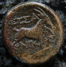 画像3: 古代ギリシャコイン　マケドニア・テッサロニキ　銅貨　前１５８－前１４９年　ディオニソス神肖像　ヤギ (3)