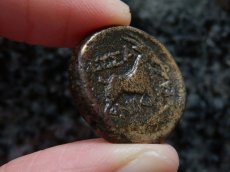 画像11: 古代ギリシャコイン　マケドニア・テッサロニキ　銅貨　前１５８－前１４９年　ディオニソス神肖像　ヤギ (11)