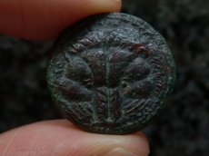 画像6: 古代ギリシャコイン　ブルッティウム　レギウム　前３５０－前２７０年　上から見たライオンの頭の毛皮　アポロン (6)