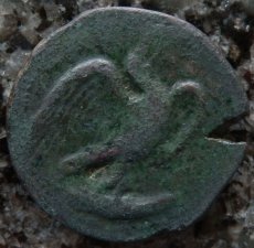 ギリシャコイン　シチリア・アクラガス　ヘミリトロン銅貨　前5世紀　魚を捕えるワシ　カニとタコと貝