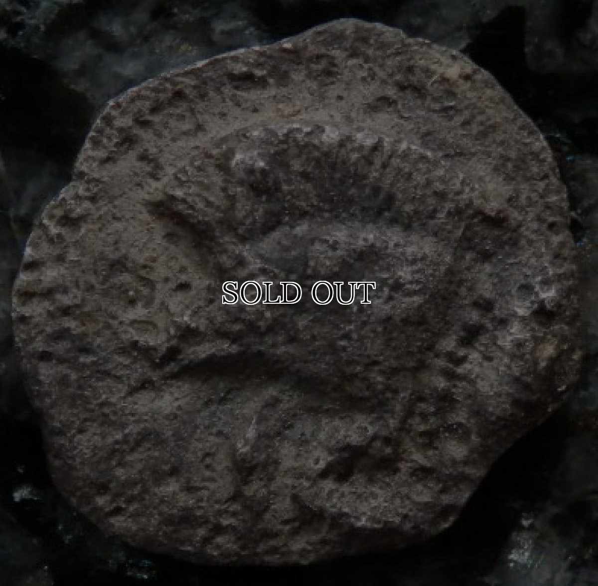 画像8: 古代ギリシャコイン(額装付き)　ミュシア地方　キュジコス　前４８０－前４５０年　オボル銀貨　イノシシとライオン (8)