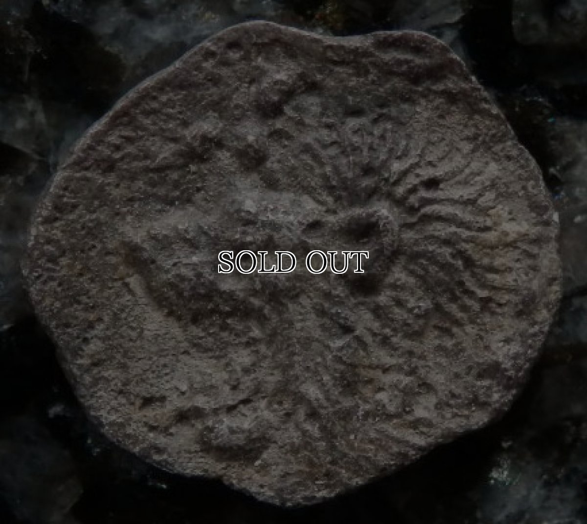 画像7: 古代ギリシャコイン(額装付き)　ミュシア地方　キュジコス　前４８０－前４５０年　オボル銀貨　イノシシとライオン (7)