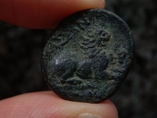 画像9: 古代ギリシャコイン　マケドニア王国　カッサンドロス　前３１９－前２９７年　銅貨　ヘラクレスの肖像　座るライオン　 (9)