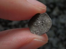 画像11: 古代ギリシャコイン(額装付き)　ミュシア地方　キュジコス　前４８０－前４５０年　オボル銀貨　イノシシとライオン (11)