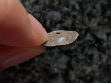 画像9: 古代ギリシャコイン(額装付き)　トラキア　タソス島　前４００－前３５０年　銀貨　カンタロスを持つサテュロス　アンフォラ (9)