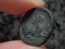 画像10: 古代ギリシャコイン　マケドニア王国　カッサンドロス　前３１９－前２９７年　銅貨　ヘラクレスの肖像　座るライオン　 (10)