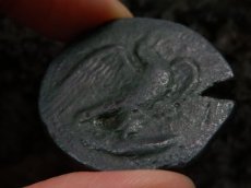 画像10: 古代ギリシャコイン　シチリア島アクラガス　銅貨　前４２０－前４０６年　魚を捕えるワシ　カニとタコと貝 (10)