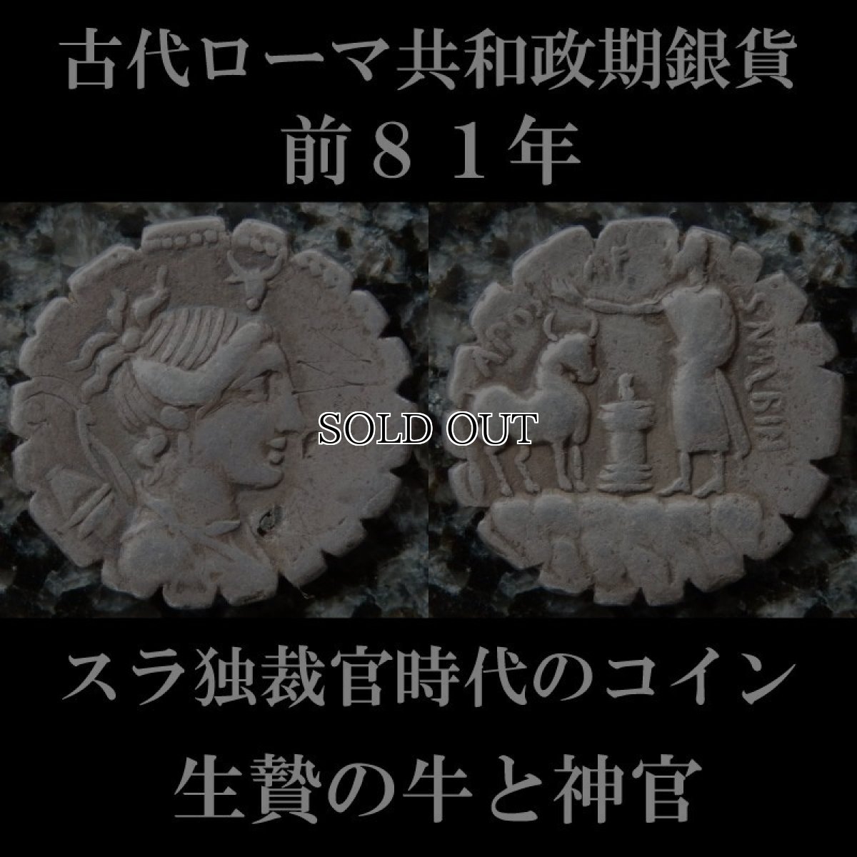 ローマコイン　共和政期　前81年　ポストゥミウス・アルビヌス　デナリウス銀貨　ディアナ神肖像　生贄にされる牛　スラ独裁官時代のコイン　西洋古代美術