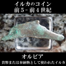 画像1: 古代ギリシャコイン　オルビア　イルカのコイン 前５－前４世紀 (1)