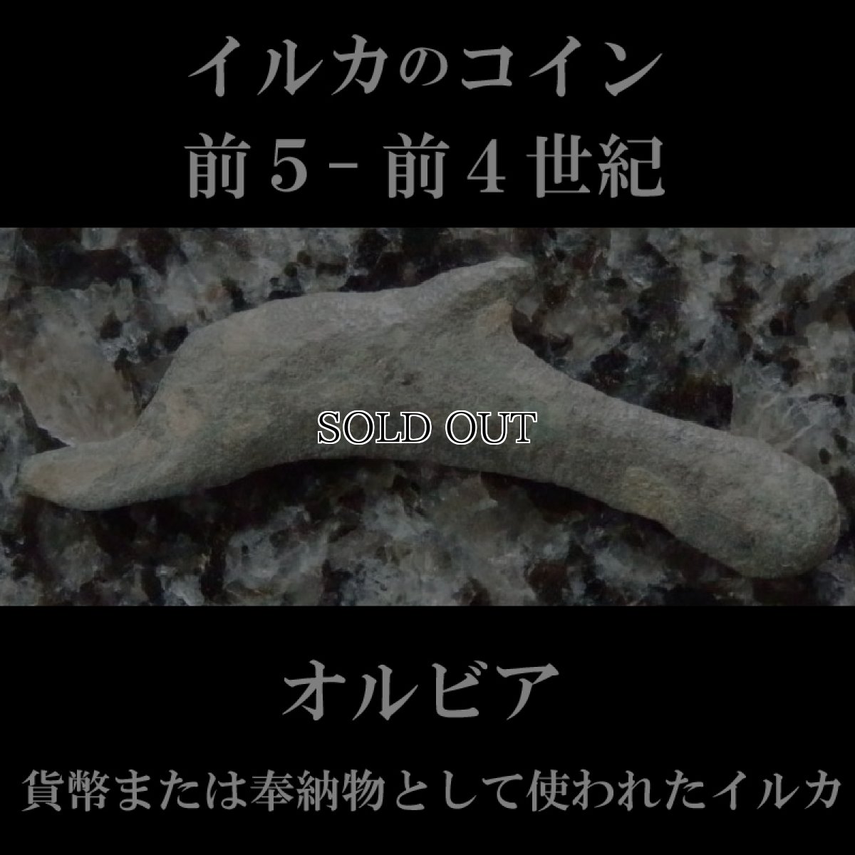 画像2: 古代ギリシャコイン　オルビア　イルカのコイン 前５－前４世紀 (2)