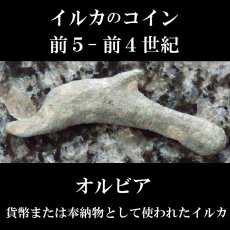 画像2: 古代ギリシャコイン　オルビア　イルカのコイン 前５－前４世紀 (2)