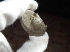 画像3: 古代ギリシャコイン　アイギナ島　スタテル銀貨　前５１０－前４５０年　ギリシャで最初にコイン発行を始めたアイギナ島のウミガメのコイン (3)