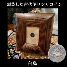 画像1: 古代ギリシャコイン(額装付き)　イオニア地方　レウカイ　銅貨　前３５０－前３００年　アポロンと白鳥 (1)