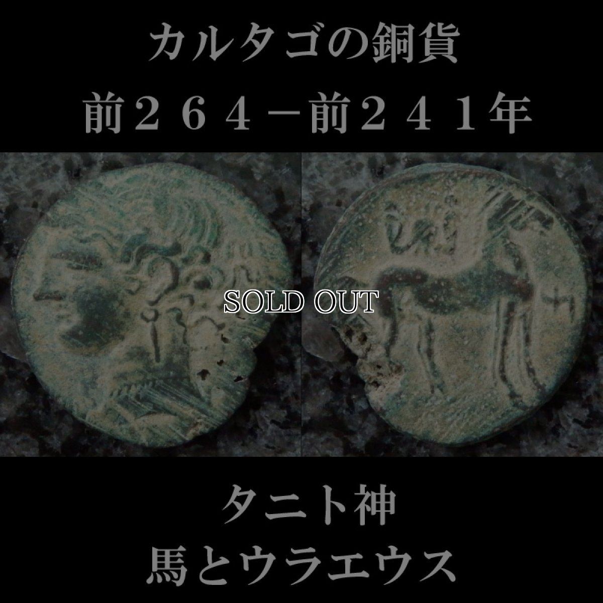 画像5: 古代ギリシャコイン(額装付き)　カルタゴ　銅貨　前２６４－前２４１年　カルタゴの守護女神タニト　馬とウラエウス (5)
