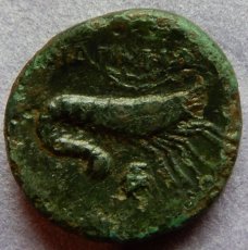 画像3: 古代ギリシャコイン　ミュシア地方　プリアポス　銅貨　前２４１－前１９７年　アポロン　エビ (3)