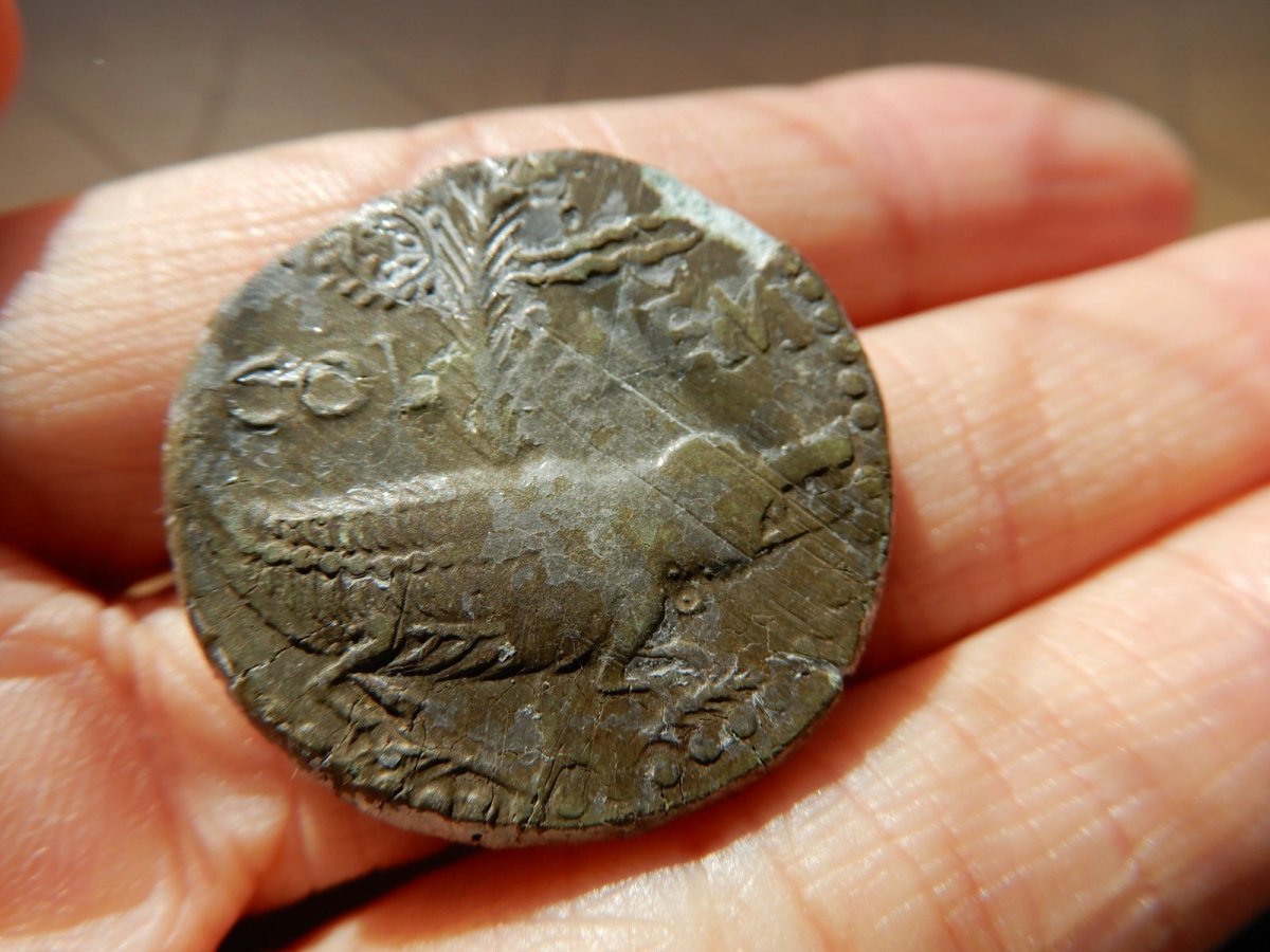 画像2: ローマコイン　属州貨(ガリア・ネマウスス)　前16-前10年　アス銅貨　アウグストゥスとアグリッパ　　ニームのシンボル、ワニ (2)